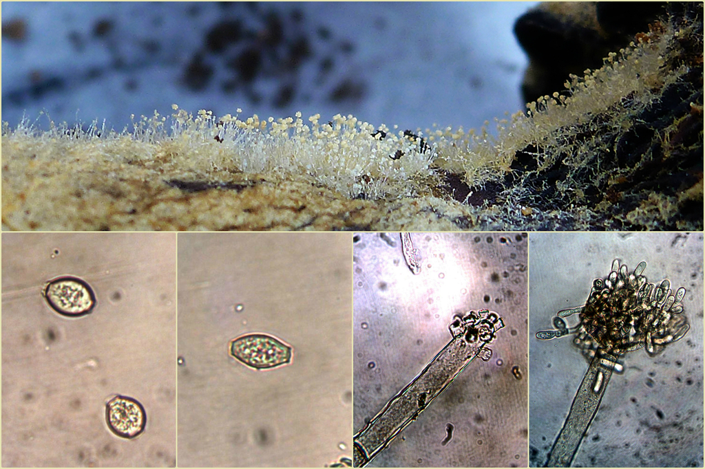Amblyosporium