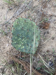Opuntia macrorhiza
