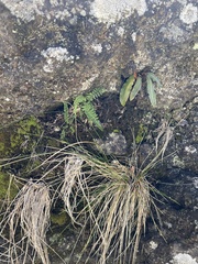 Polystichum haleakalense