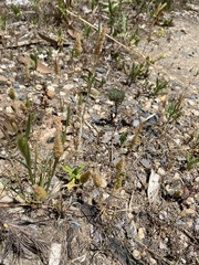 Enneapogon nigricans