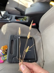 Enneapogon nigricans