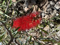 Melaleuca