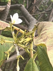 Plumeria