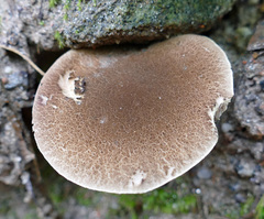 Porphyrellus sordidus