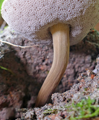 Porphyrellus sordidus