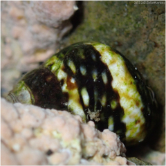 Littorina scutulata