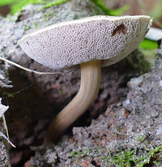 Porphyrellus sordidus