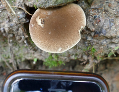 Porphyrellus sordidus