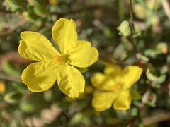 Hibbertia obtusifolia