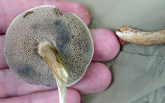 Porphyrellus sordidus