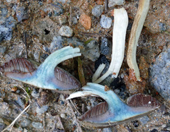 Porphyrellus sordidus