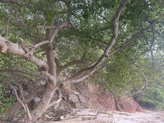 Ficus