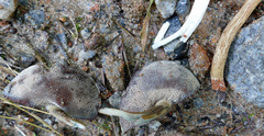 Porphyrellus sordidus