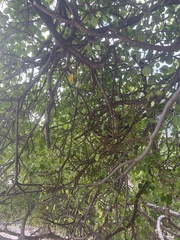 Ficus