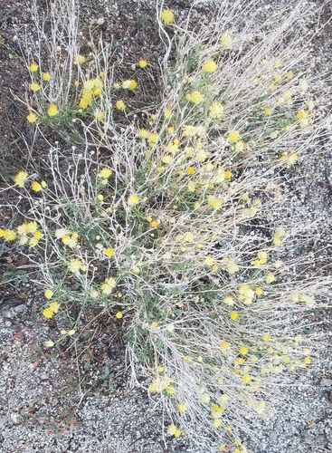 Image of Acamptopappus sphaerocephalus by (c) jrsweet, some rights reserved (CC BY)