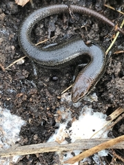 Lampropholis delicata