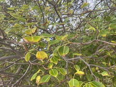 Ficus