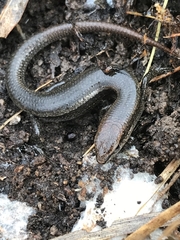 Lampropholis delicata