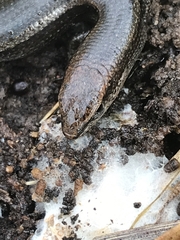 Lampropholis delicata