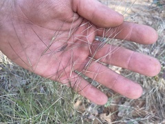 Aristida purpurea
