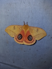 Automeris jucunda