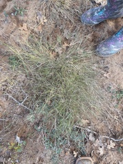Aristida purpurea