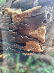 Serpula himantioides