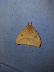 Automeris jucunda