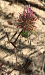 Trifolium hirtum