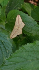 Timandra convectaria