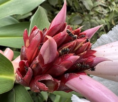 Dolichoderus bispinosus