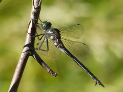 Somatochlora tenebrosa