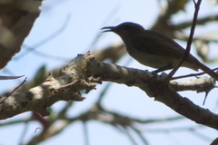 Lichmera indistincta