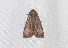 Condica sutor