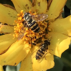 Eupeodes latifasciatus