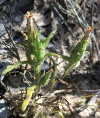 Podotheca angustifolia