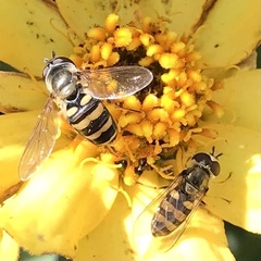 Eupeodes latifasciatus