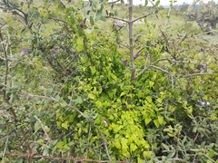 Maurandya barclayana