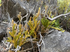 Lycopodium venustulum