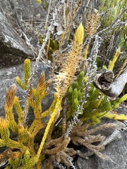 Lycopodium venustulum