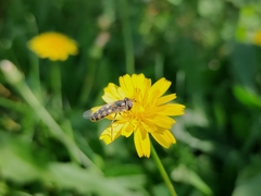 Austroscaeva occidentalis