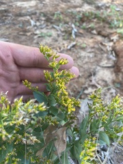 Solidago radula