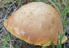 Tylopilus tabacinus