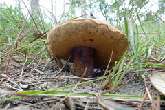 Tylopilus tabacinus
