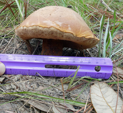Tylopilus tabacinus