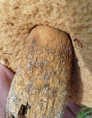 Tylopilus tabacinus