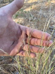 Aristida purpurea