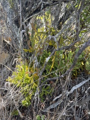 Lycopodium venustulum
