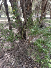 Hibbertia cuneiformis