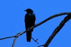 Lamprotornis australis